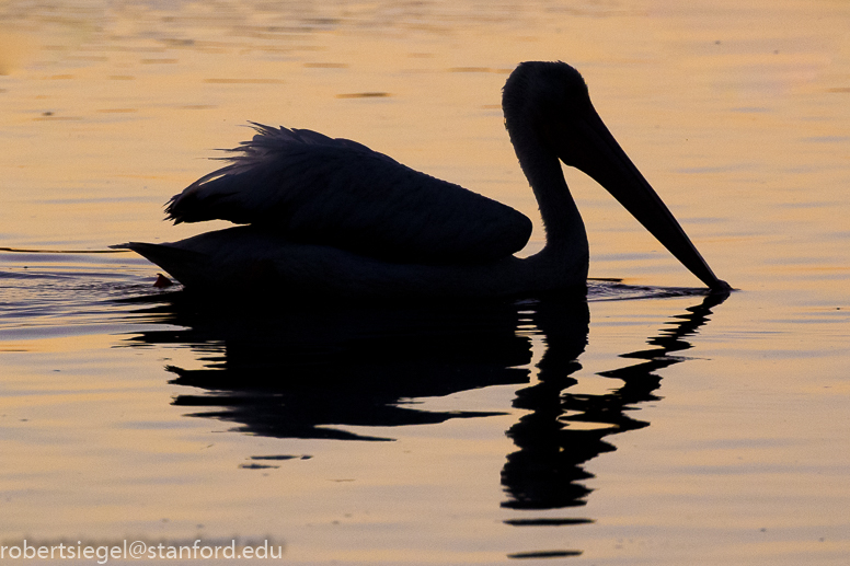 emily renzel wetlands